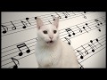 Mozart  cats parody  singing cats version