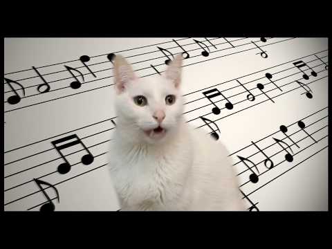 mozart---cats-parody---singing-cats-version