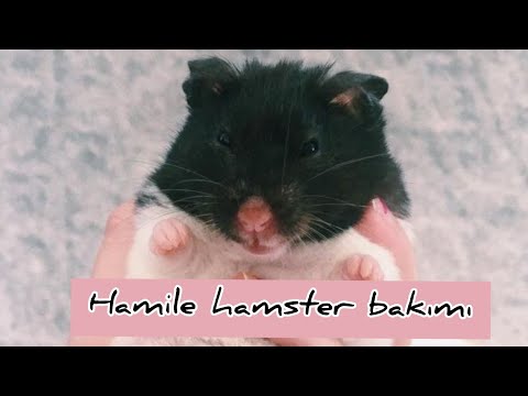 HAMİLE HAMSTER BAKIMI / ne yemeli?