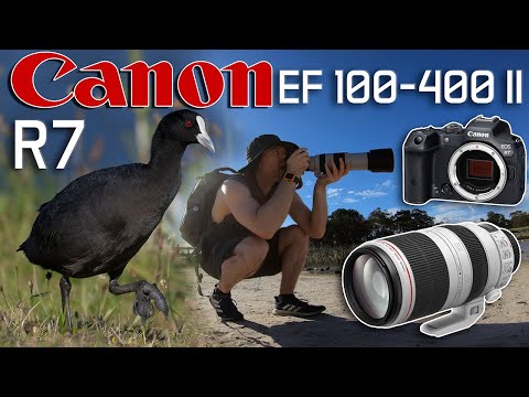Canon R7 Bird