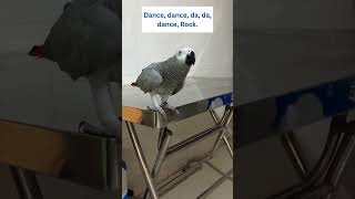 Funny and Talkative Parrot Rocky   #africangrey #talkingparrot #cuteparrot #birds #pet #parrot