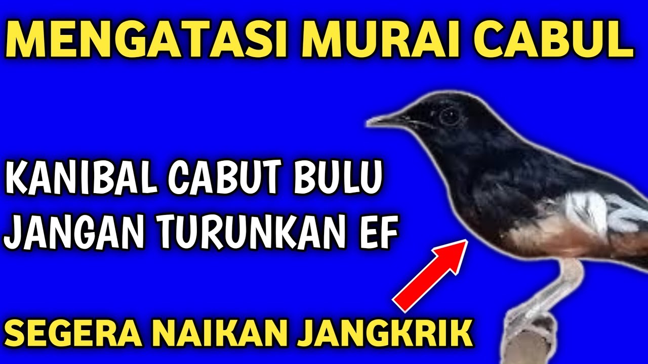 cara mengatasi murai batu kanibal cabut bulu sayap