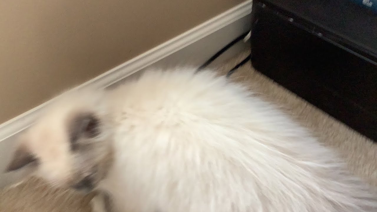 Playing w my cat live YouTube