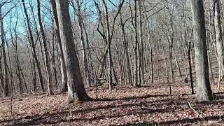 Bushwhacking through the Woods (Off Trail Hike) by Rick Shears 92 views 3 months ago 22 minutes