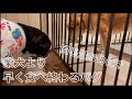早食い大会ではありません　同じ量なのに柴犬よりも早く食べ終わるパグ
