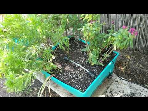 Vidéo: En savoir plus sur les jardinières Earthbox - Comment faire une Earthbox