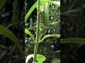 Monarch caterpillar munching away! Milkweed Please like and subscribe!