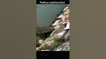 Python vs crocodile 🐊🐍 #trending #wildlife #animals #youtubeshorts #youtuber #shorts #crocodile #yt