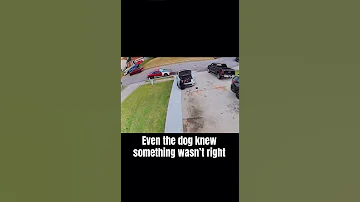 Even The Dog Knew Something Wasn T Right 