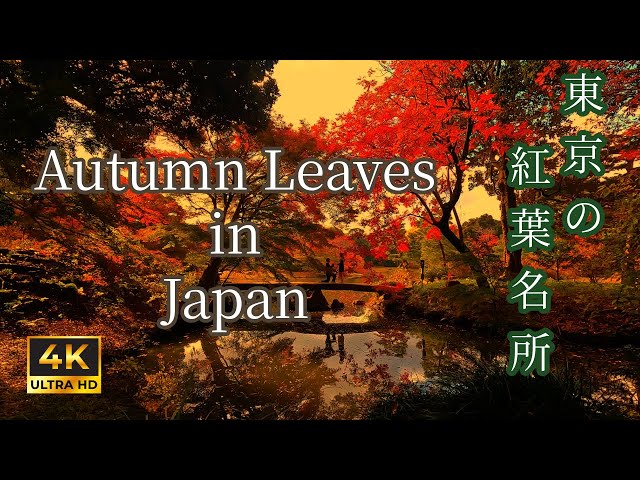 4K] 絶対行くべき この秋おすすめ 紅葉 名所特集 東京編〜 | Japanese