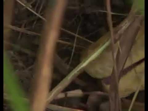 Keganasan ular piton raksasa - YouTube