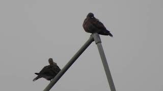 紅鳩6(20180907)