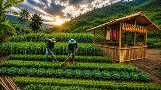 Transforming an empty plot of land into a vegetable garden, bringing new life Profile