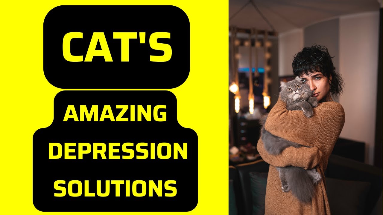 Are Cats Good for Anxiety / Cat Care / Cat and Dog Care / catcare