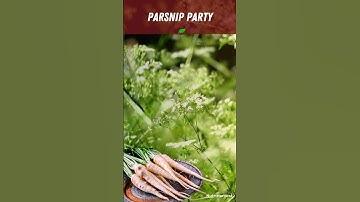 How to Grow Parsnip (#1 Gardening Tip) #satisfying #garden #shorts #nature