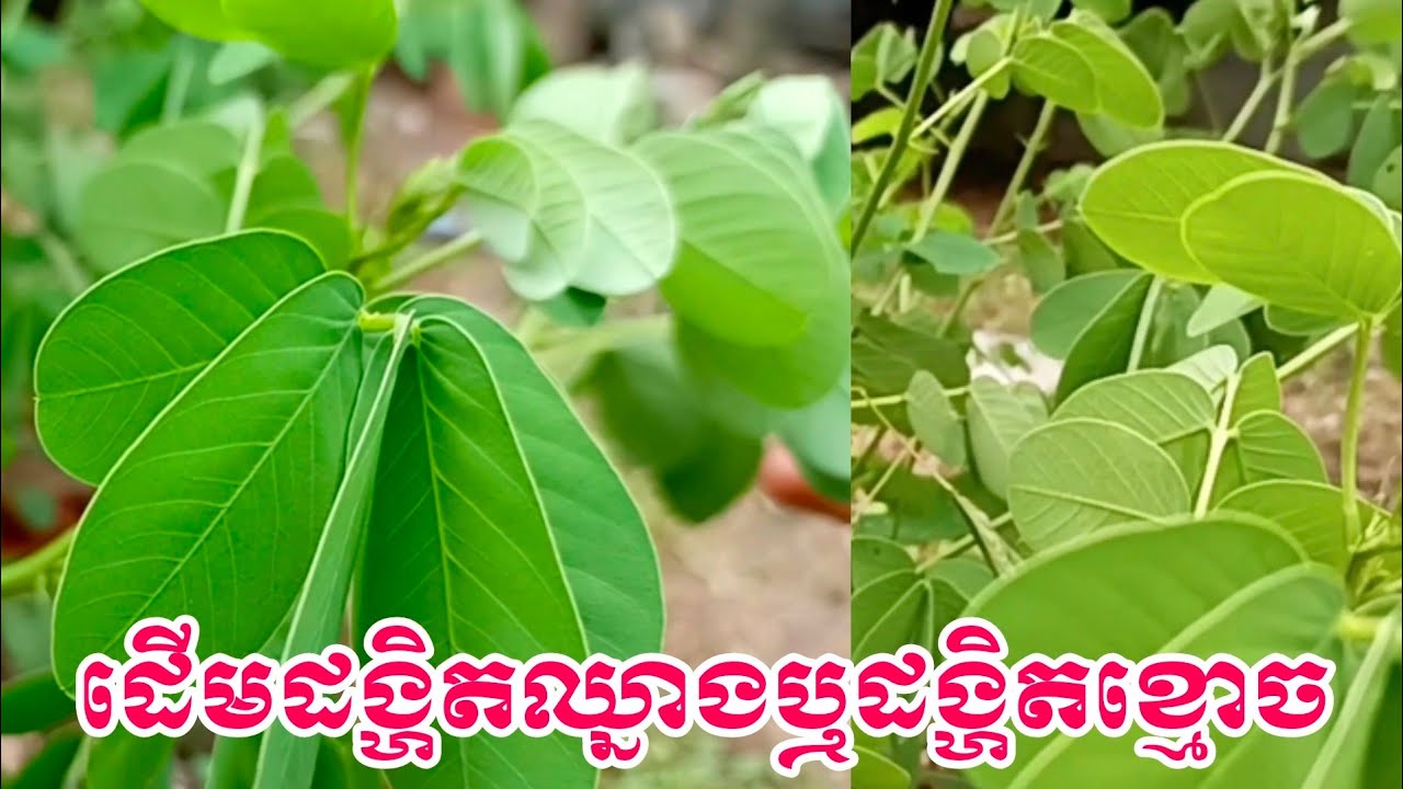 ដើមដង្ហិតឈ្នាង ឬដើមដង្ហិតខ្មោច អត្ថប្រយោជន៍របស់ដើមដង្ហិតឈ្នាងឬដង្ហិតខ្មោច