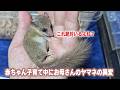 赤ちゃんに咬まれすぎてお母さんヤマネのお腹の異変に気付いた