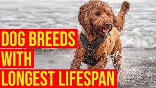 Top 10 Healthiest Dog Breeds With Longest Lifespan/Amazing Dogs