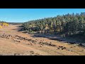 15 mile cattle drive through the black hills