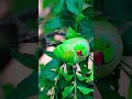 30 April 2026 parrot ka video. Parrot ka song. Baby parrot Indian. Parrot ka dark. Baby parrot