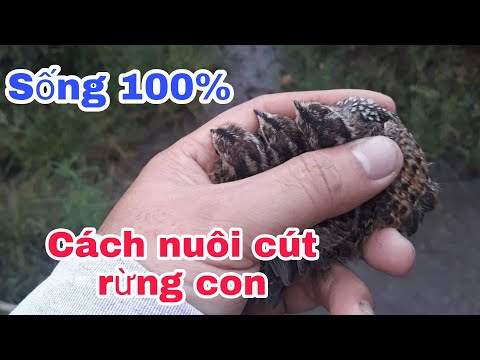 Video Cách nuôi chim cút rừng con _ Cần Miền Tây - youtube