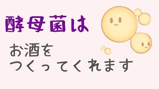 【　酵母菌って何？　酒造りにはかかせない、世界中で愛される微生物の酵母について詳しく解説します。　】