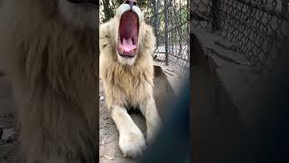 Beautiful Mouth Opening Shot Of White Lion