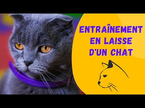 Vidéo: Entraînez votre chat à marcher en laisse