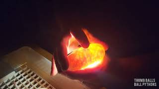 How to Incubate Ball Python Eggs