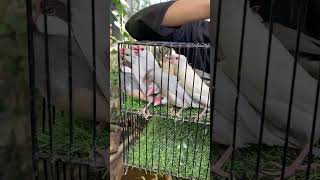 17 Mutations of Java Sparrow