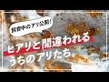 【ヒアリかな？】我が家で飼育中のアリからヒアリと間違われる赤いアリを一挙公開！