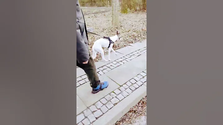 Whippet motions day! #whippet  #doglovers #dog #dogs #shortsvideo #shorts #shortsviral