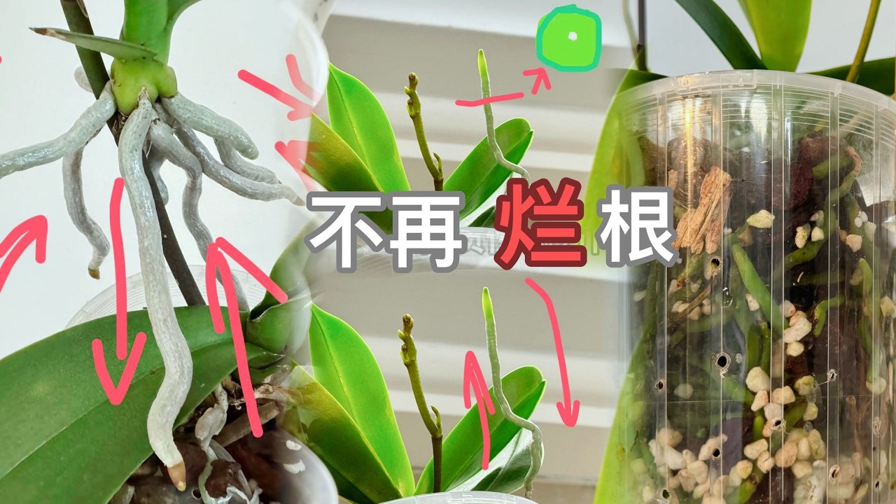 【24036】一次说清蝴蝶兰根的问题，不再烂根，根好花才多，根的原理【静姐说花】有字幕