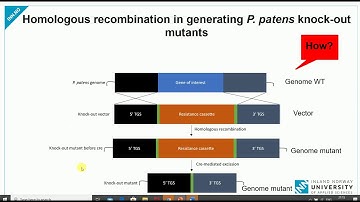 How to create knockout mutant using homologous recombination | Gene knockout| Gene deletion |