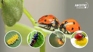 Lifecycle of a ladybug | From tiny egg to adult | Ancestry Discovery