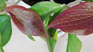 видео: Быстрорастущие виды хойи Топ 5 #хойи #видыхой #цветы картинка: Быстрорастущие виды хойи Топ 5 #хойи #видыхой #цветы