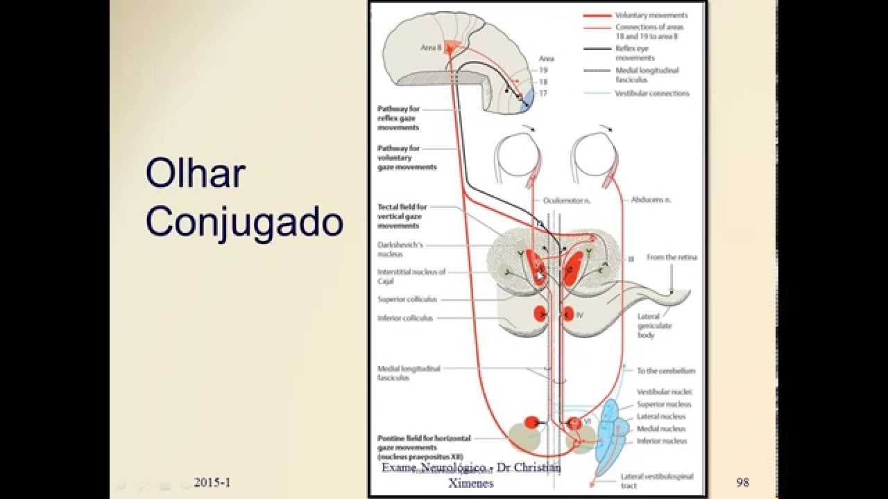 movimenta-o-ocular-extr-nseca-nervos-cranianos-semiologia