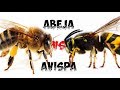 Abeja vs avispa/ LEER DESCRIPCION