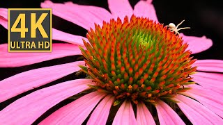 Flower Spider and Weevil on Echinacea - Captivating Macro 4K Video