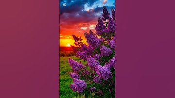 أرح قلبك| #قرآن #قران_كريم #تلاوة_خاشعة #تلاوة #راحة_نفسية #اذكار #رقية_شرعية #آيات #quran #اسلاميات