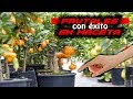 📛📛 Cultivar FRUTALES en MACETA con ÉxItO: Cómo TRAPLANTAR un frutal en MACETA