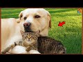 AMIZADE ENTRE CÃES E GATOS - Veja a Prova Que Cães e Gatos Podem Ser Amigos