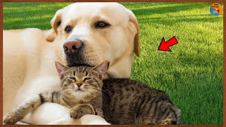 AMIZADE ENTRE CÃES E GATOS - Veja a Prova Que Cães e Gatos Podem Ser Amigos