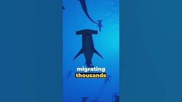 🌊 King of the Ocean: A Deep Dive 🤿 #OceanExploration  #UnderwaterWorld #DeepDive #funfacts