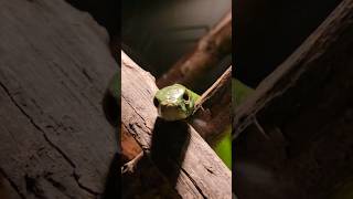 Boomslang Gives Me The Death Stare! #Venomoussnakes #Reptiles #Snakes #Boomslang #Danger