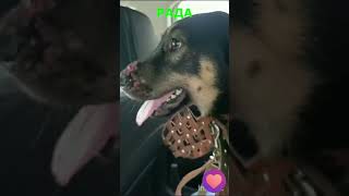 Я собака Рада, и я плачу молча. Что за болезнь убивает носы? Приют в шаге от закрытия!  #собаки