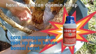 Simak  Ini  Cara Pengunaan Root Up Untuk Perangsang Akar Bahan Bonsai Serut100 Hidup