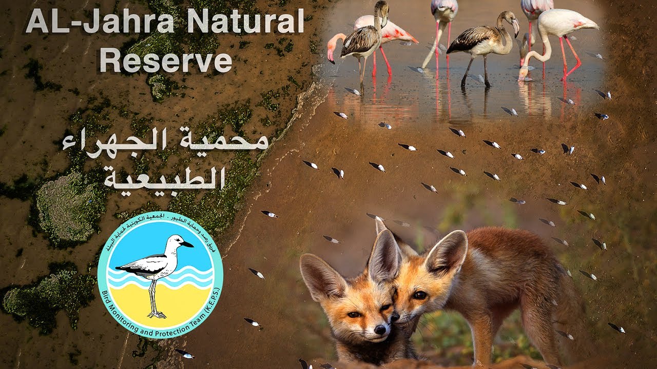 Al-jahrah natural reserve محمية الجهراء الطبيعية