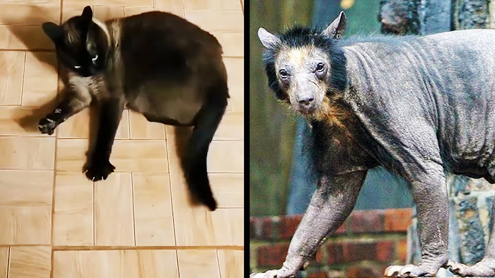 Les PIRES Animaux de l'Année