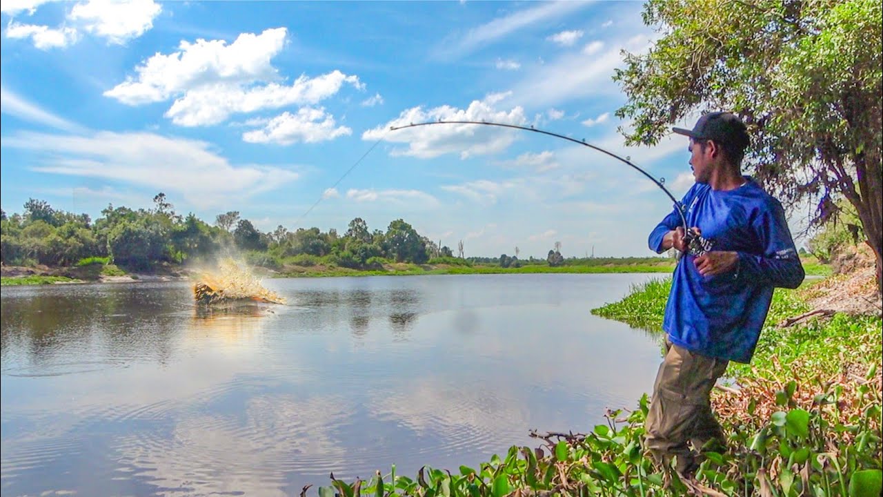 MELEDAKKK !!! Sambaran Ganas Ikan Toman Danau Air Hitam 😨